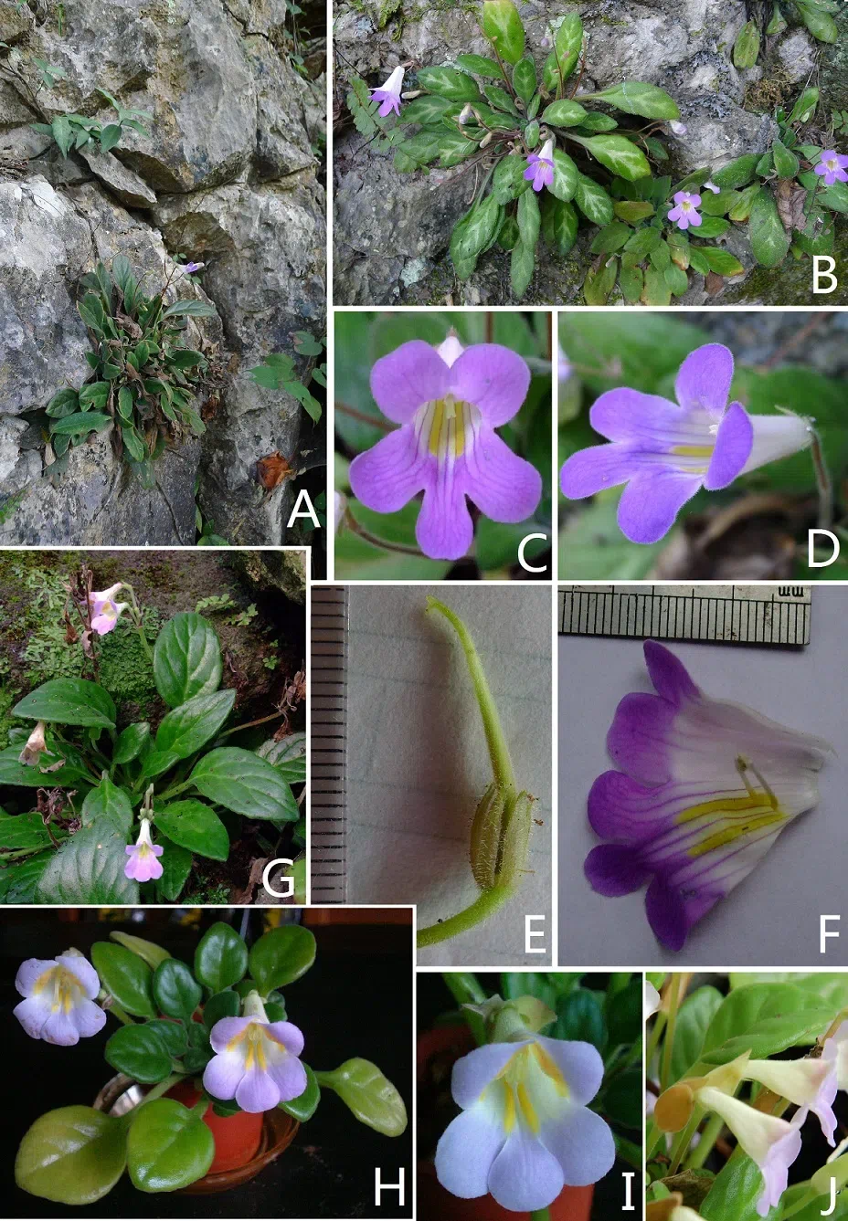 The newest published taxa of Gesneriaceae of China and/or nearby areas before 30 June, 2013