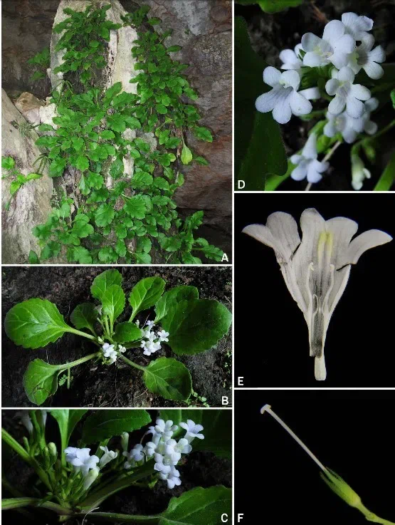 The newest published taxa of Gesneriaceae of China and/or nearby areas before 31 May, 2013