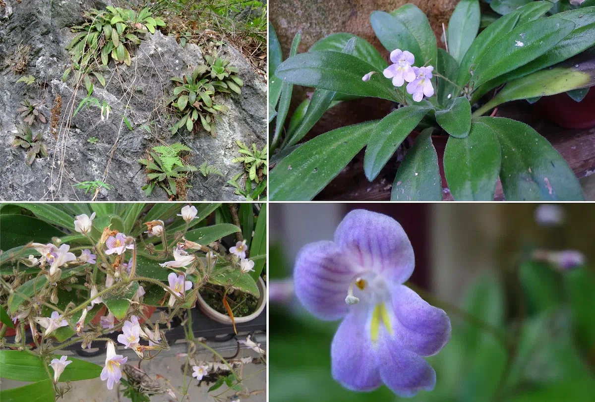 The newest published taxa of Gesneriaceae of China and/or nearby areas before 30 March, 2014
