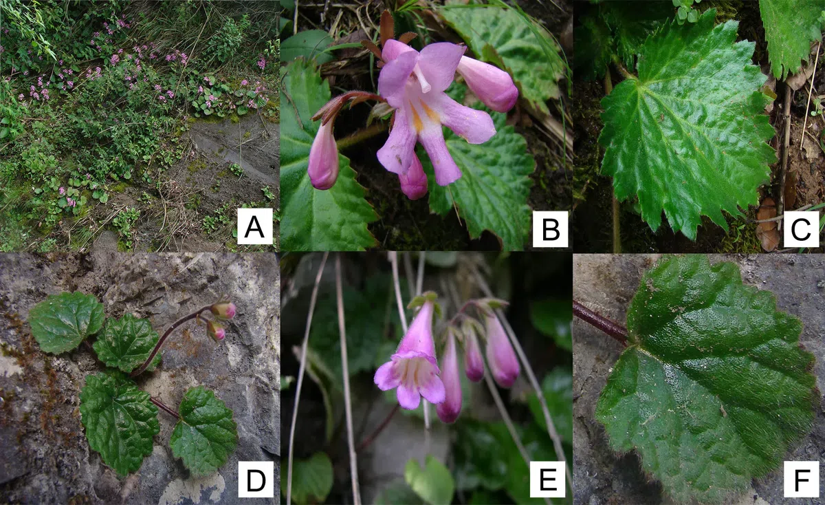 The newest published taxa of Gesneriaceae of China and/or nearby areas before 31 January, 2014