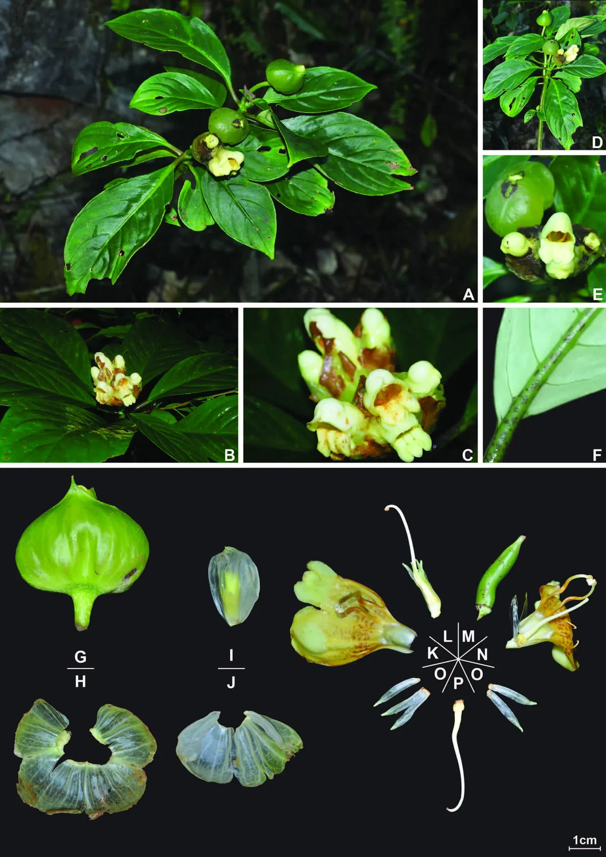 The newest published taxa of Gesneriaceae of China and/or nearby areas before 30 March, 2014