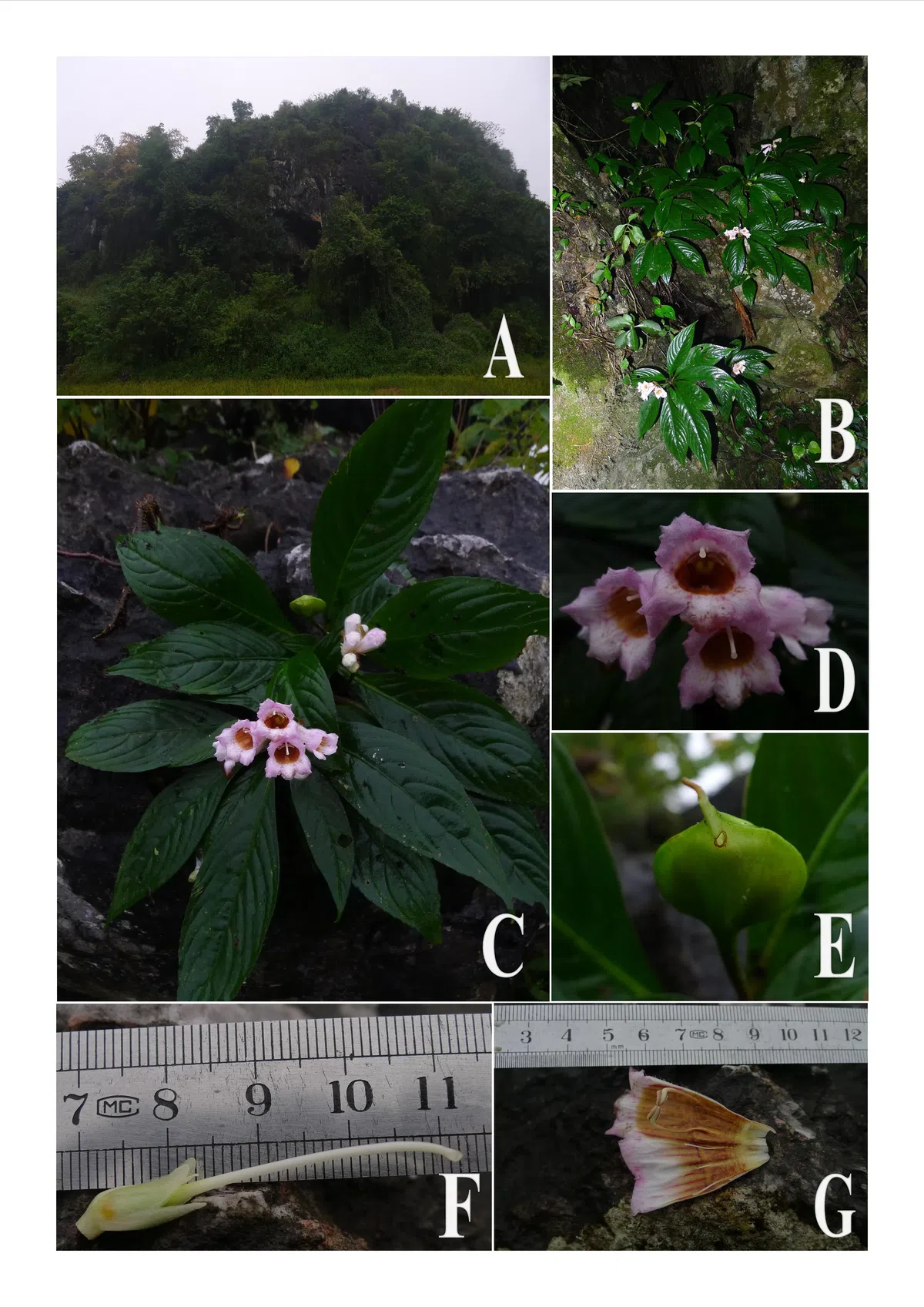 The newest published taxa of Gesneriaceae of China and/or nearby areas before 31 December, 2013
