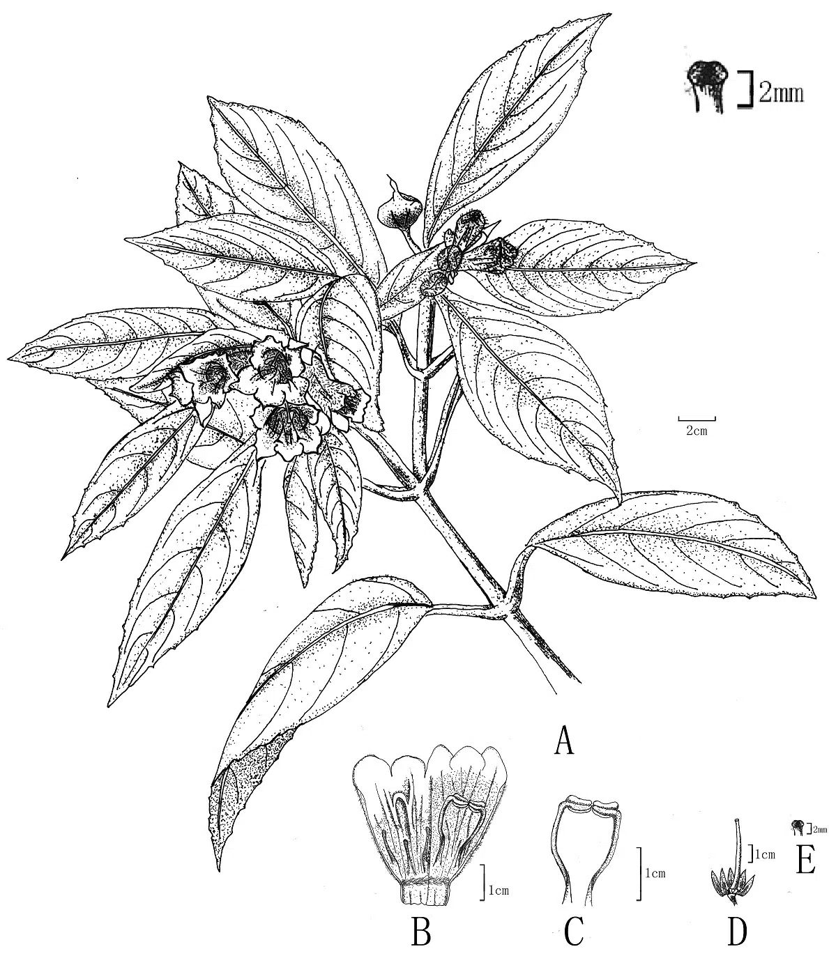 The newest published taxa of Gesneriaceae of China and/or nearby areas before 31 December, 2013