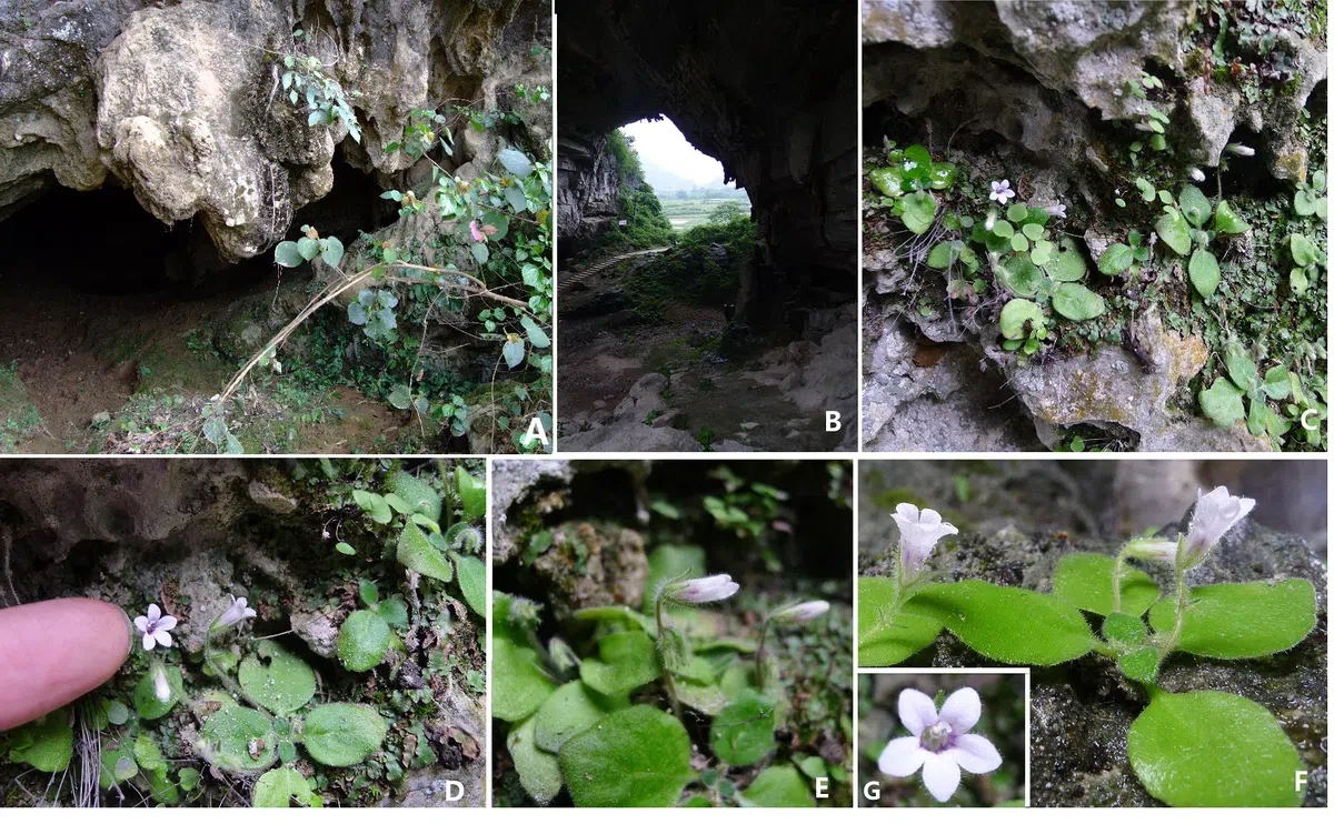 The newest published taxa of Gesneriaceae of China and/or nearby areas before 31 December, 2013