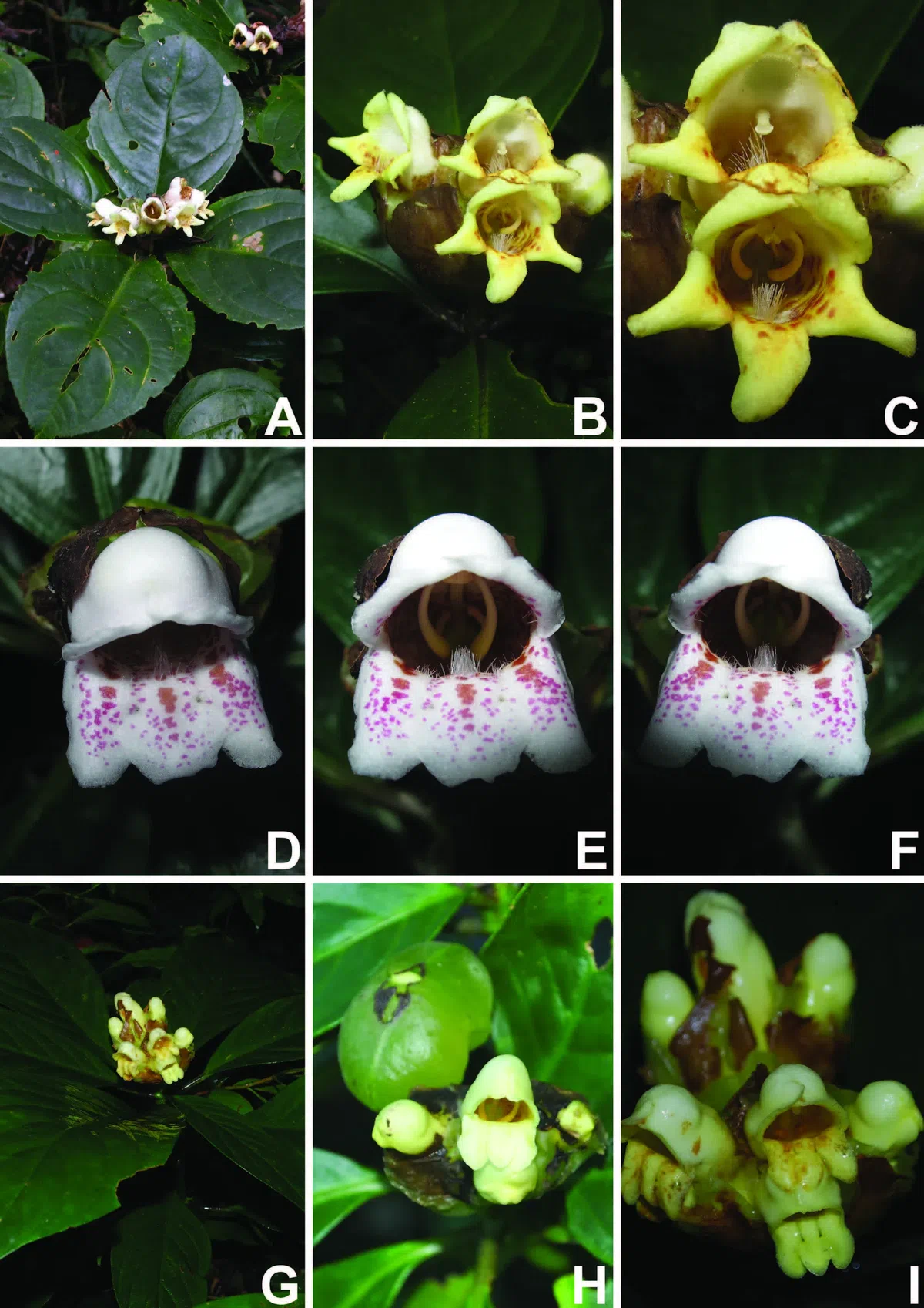 The newest published taxa of Gesneriaceae of China and/or nearby areas before 30 March, 2014