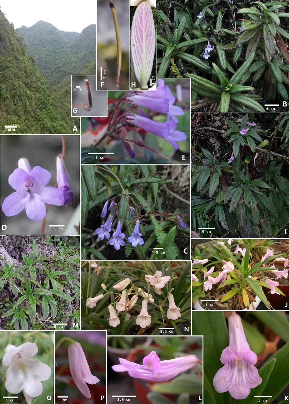 The newest published taxa of Gesneriaceae of China and/or nearby areas before 31 December, 2013