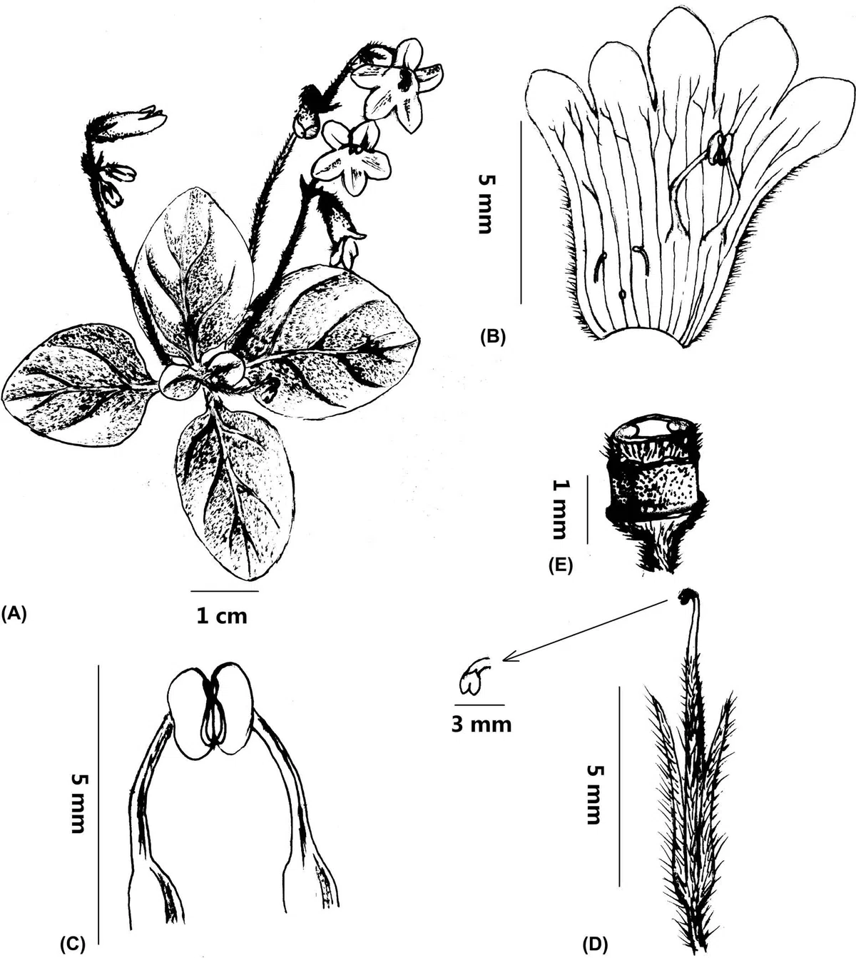 The newest published taxa of Gesneriaceae of China and/or nearby areas before 31 December, 2013