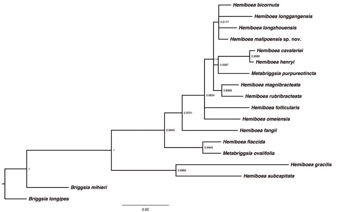 The newest published taxa of Gesneriaceae of China and/or nearby areas before 30 March, 2014