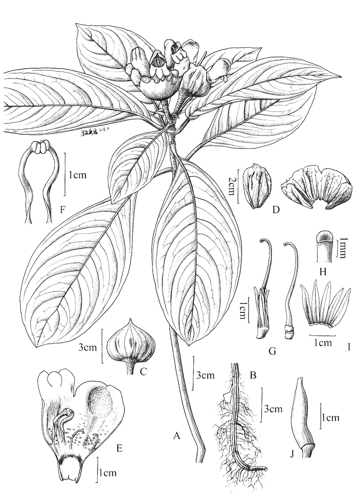 The newest published taxa of Gesneriaceae of China and/or nearby areas before 30 March, 2014