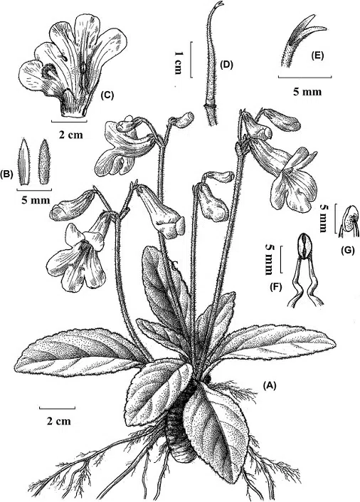 The newest published taxa of Gesneriaceae of China and/or nearby areas before 30 September, 2014