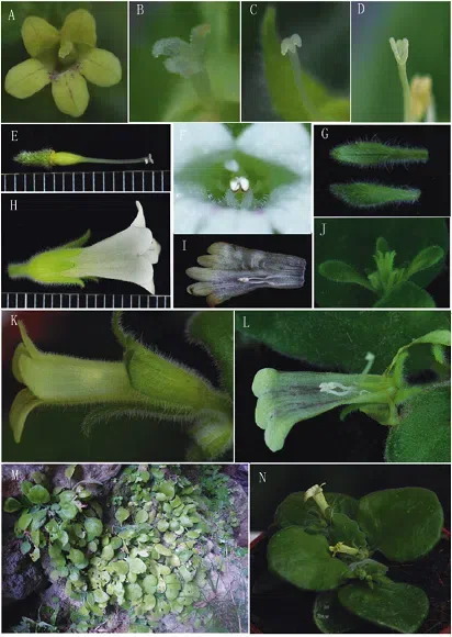 The newest published taxa of Gesneriaceae of China and/or nearby areas before 30 September, 2014