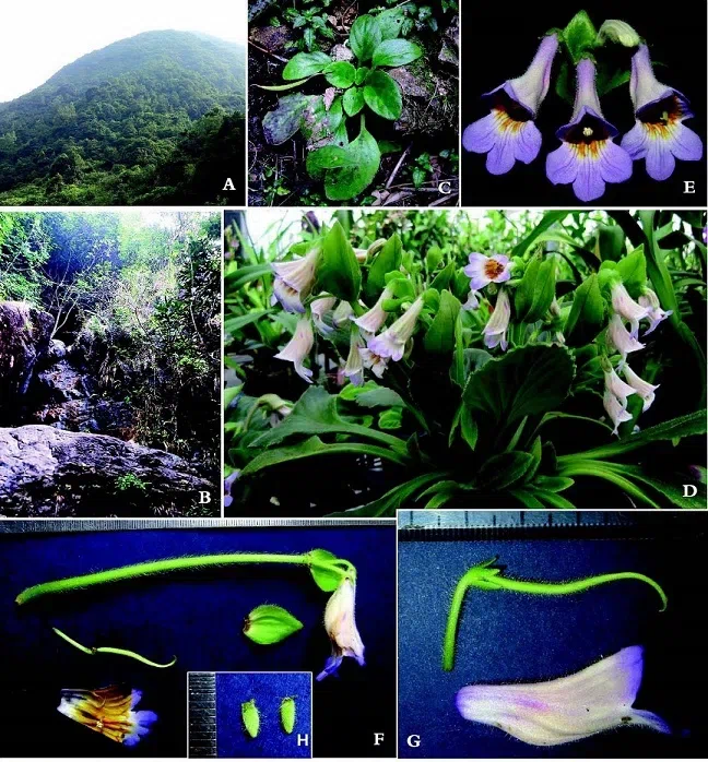 The newest published taxa of Gesneriaceae of China and/or nearby areas before 30 June, 2014