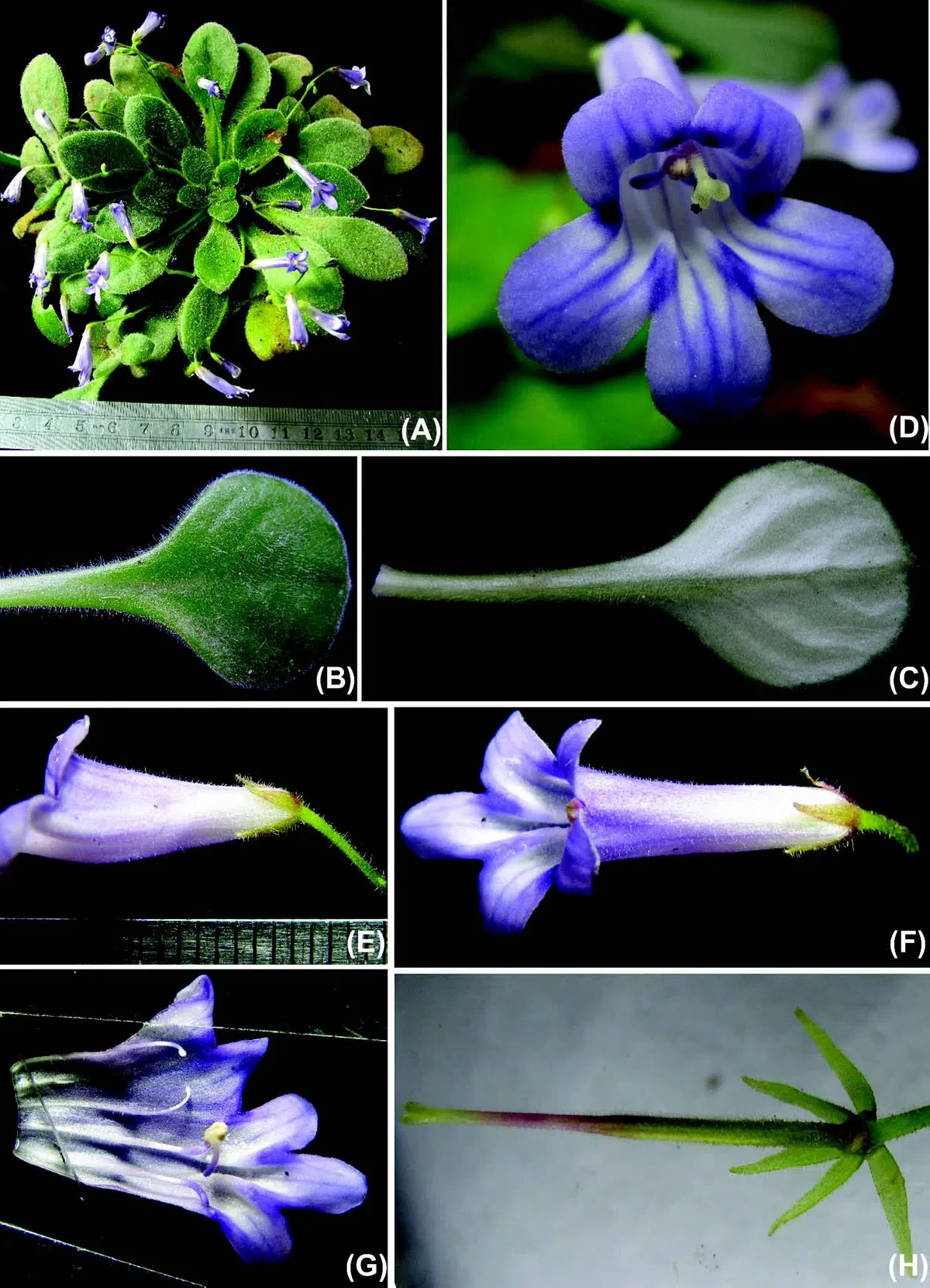 The newest published taxa of Gesneriaceae of China and/or nearby areas before 30 September, 2014