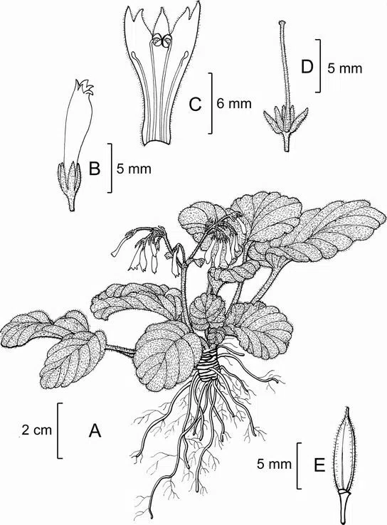 The newest published taxa of Gesneriaceae of China and/or nearby areas before 31 May, 2014
