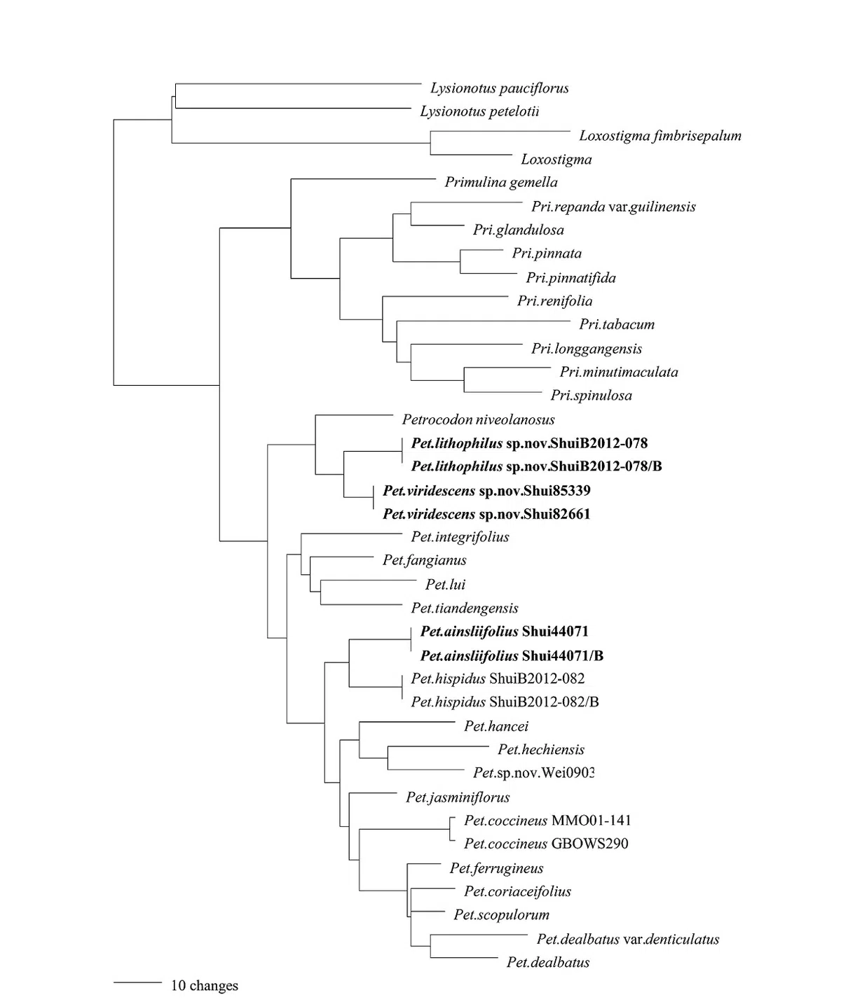 The newest published taxa of Gesneriaceae of China and/or nearby areas before 31 May, 2014
