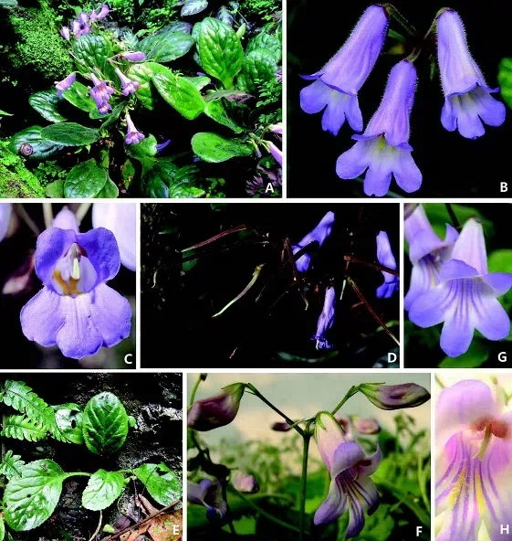 The newest published taxa of Gesneriaceae of China and/or nearby areas before 30 June, 2014