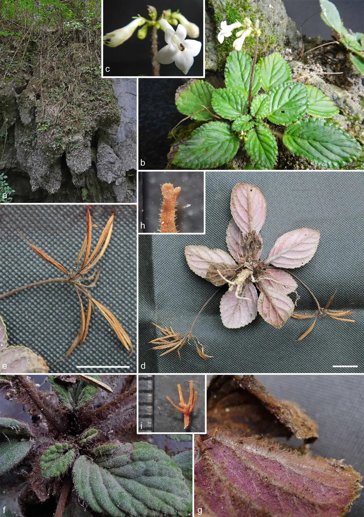 The newest published taxa of Gesneriaceae of China and/or nearby areas before 30 June, 2014