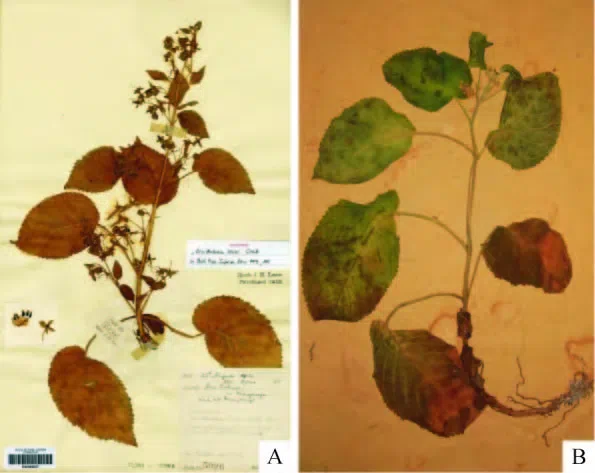 The newest published taxa of Gesneriaceae of China and/or nearby areas before 30 June, 2014