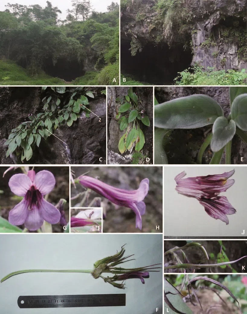 The newest published taxa of Gesneriaceae of China and/or nearby areas before 30 June, 2014