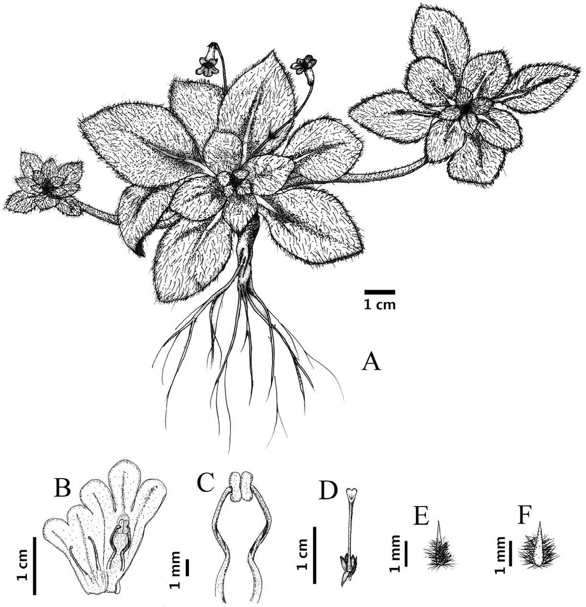 The newest published taxa of Gesneriaceae of China and/or nearby areas before 30 June, 2014