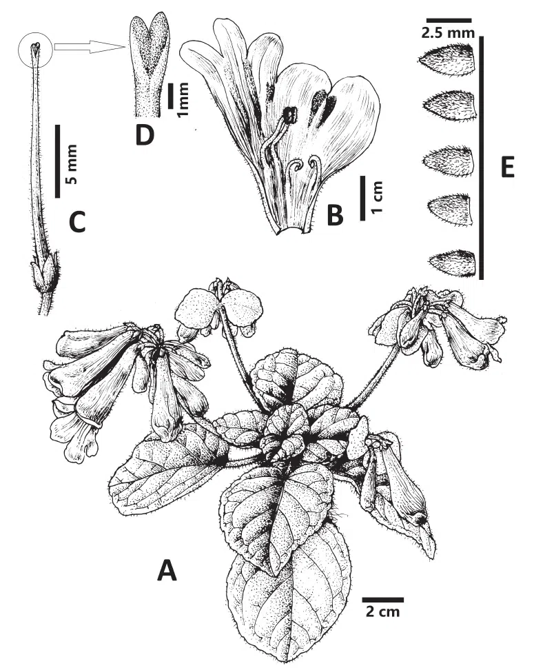 The newest published taxa of Gesneriaceae of China and/or nearby areas before 30 June, 2014