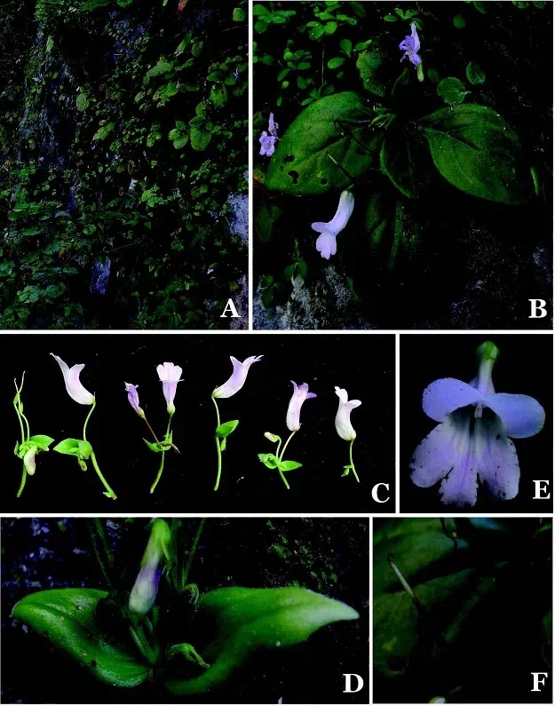 The newest published taxa of Gesneriaceae of China and/or nearby areas before 30 June, 2014