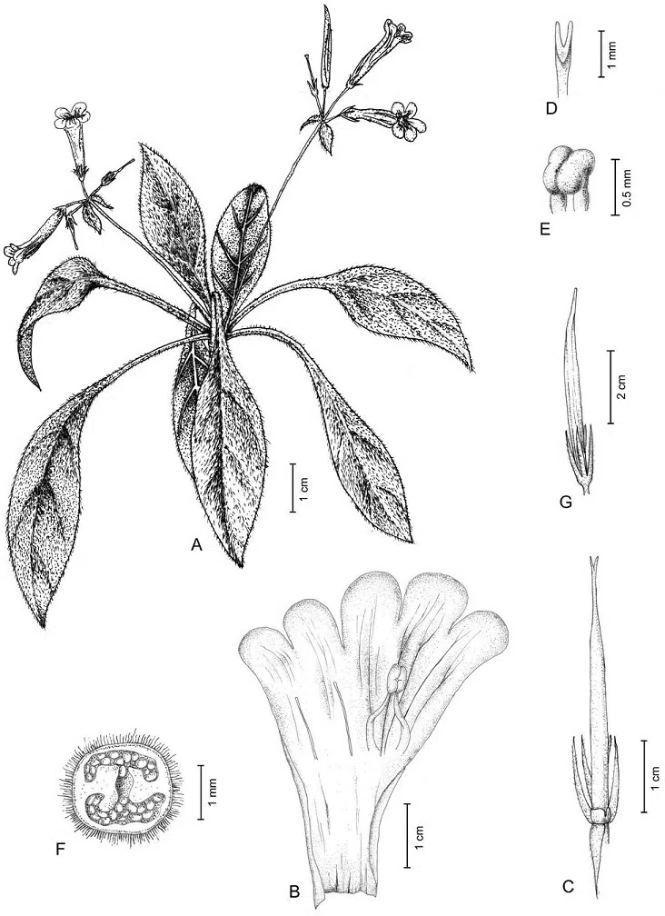 The newest published taxa of Gesneriaceae of China and/or nearby areas before 30 June, 2014