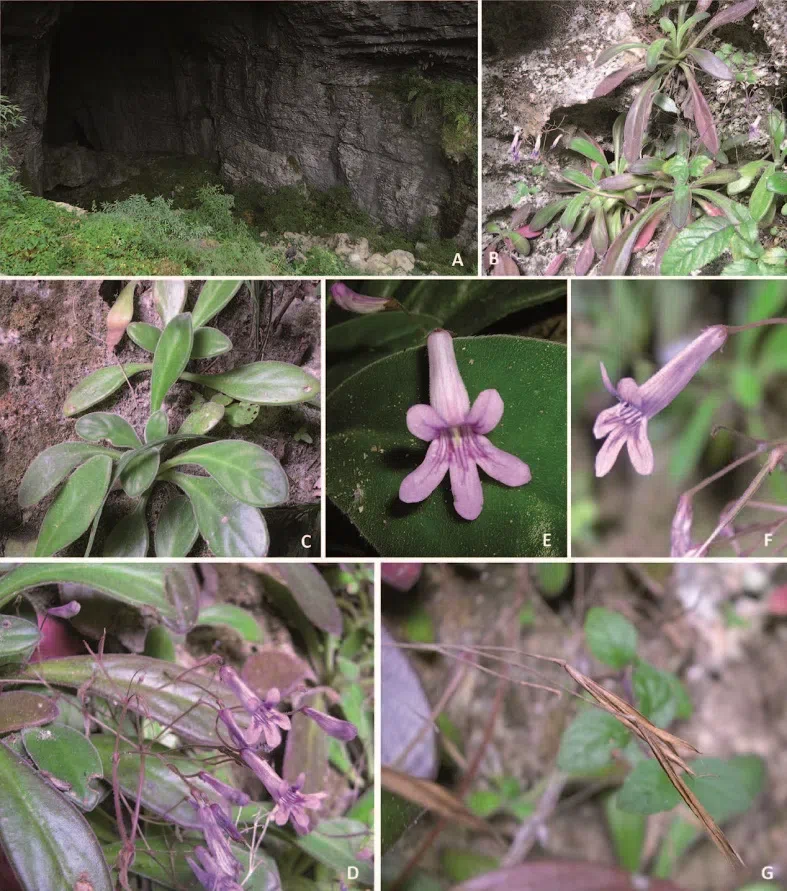 The newest published taxa of Gesneriaceae of China and/or nearby areas before 30 June, 2014