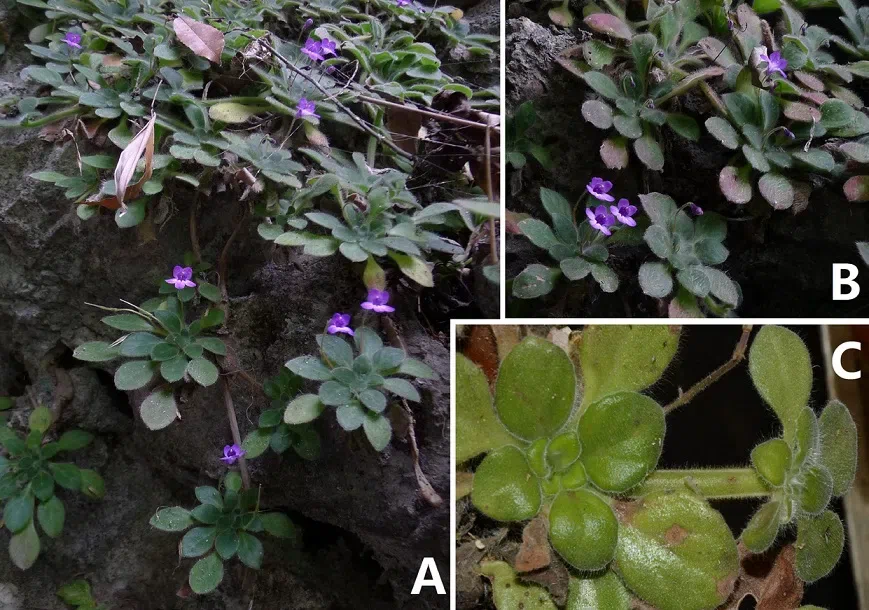 The newest published taxa of Gesneriaceae of China and/or nearby areas before 30 June, 2014