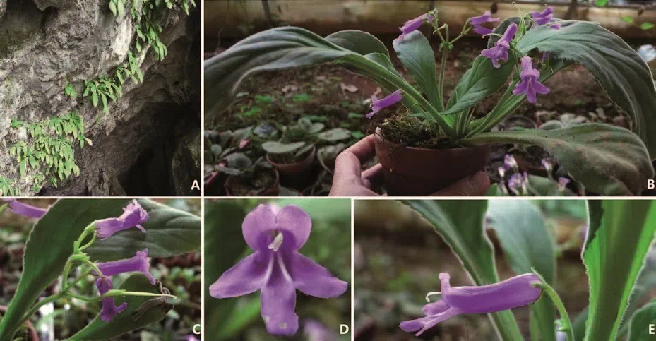 The newest published taxa of Gesneriaceae of China and/or nearby areas before 30 June, 2014