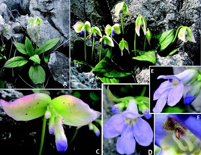 The newest published taxa of Gesneriaceae of China and/or nearby areas before 30 June, 2014