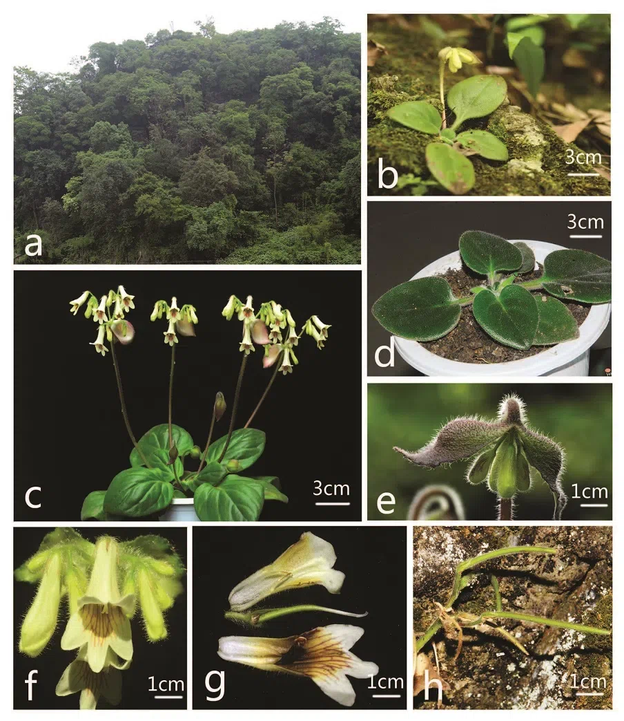 The newest published taxa of Gesneriaceae of China and/or nearby areas before 30 September, 2014