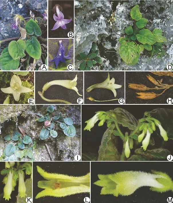 The newest published taxa of Gesneriaceae of China and/or nearby areas before 31 May, 2014