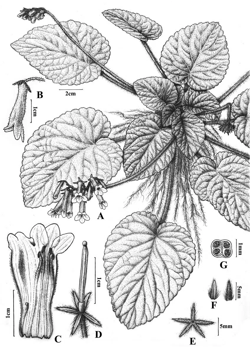 The newest published taxa of Gesneriaceae of China and/or nearby areas before 31 May, 2014