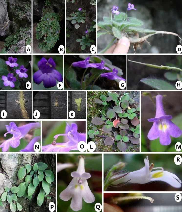 The newest published taxa of Gesneriaceae of China and/or nearby areas before 30 June, 2014