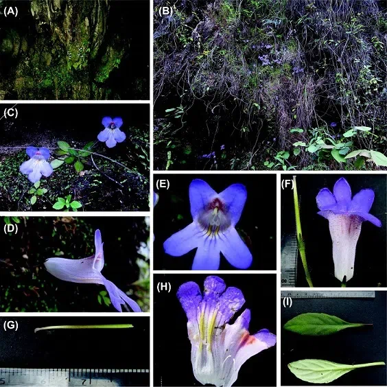 The newest published taxa of Gesneriaceae of China and/or nearby areas before 30 September, 2014