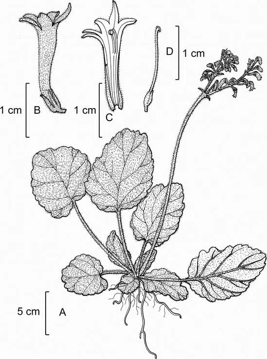 The newest published taxa of Gesneriaceae of China and/or nearby areas before 31 May, 2014