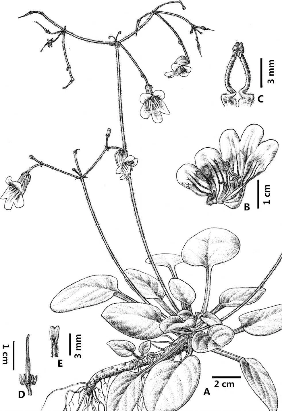 The newest published taxa of Gesneriaceae of China and/or nearby areas before 30 June, 2014