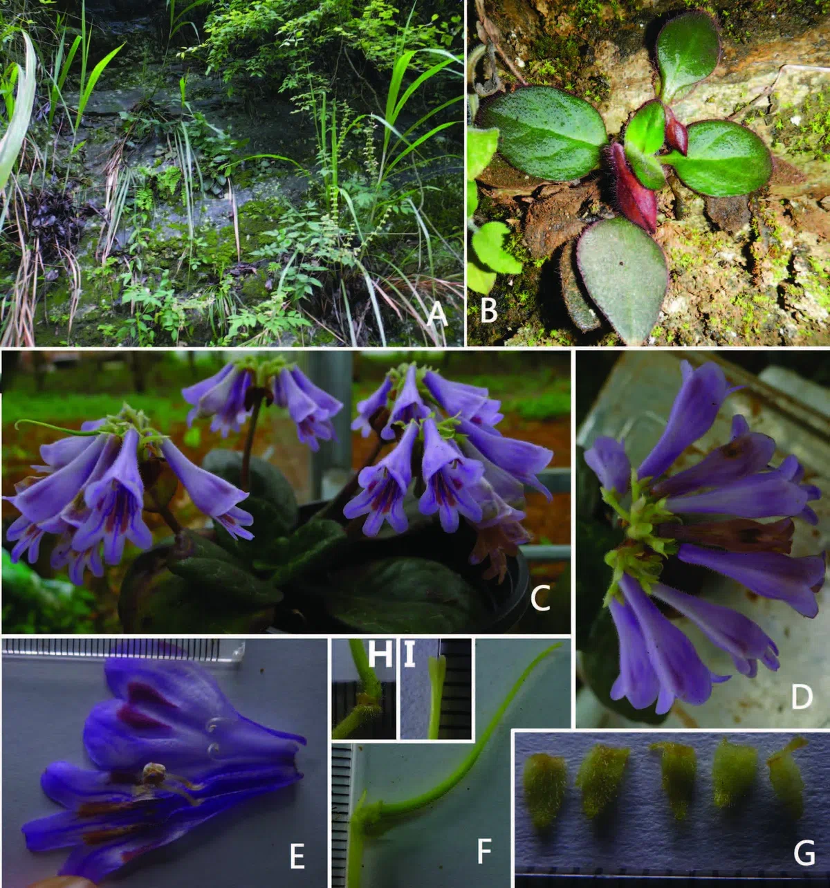 The newest published taxa of Gesneriaceae of China and/or nearby areas before 30 June, 2014