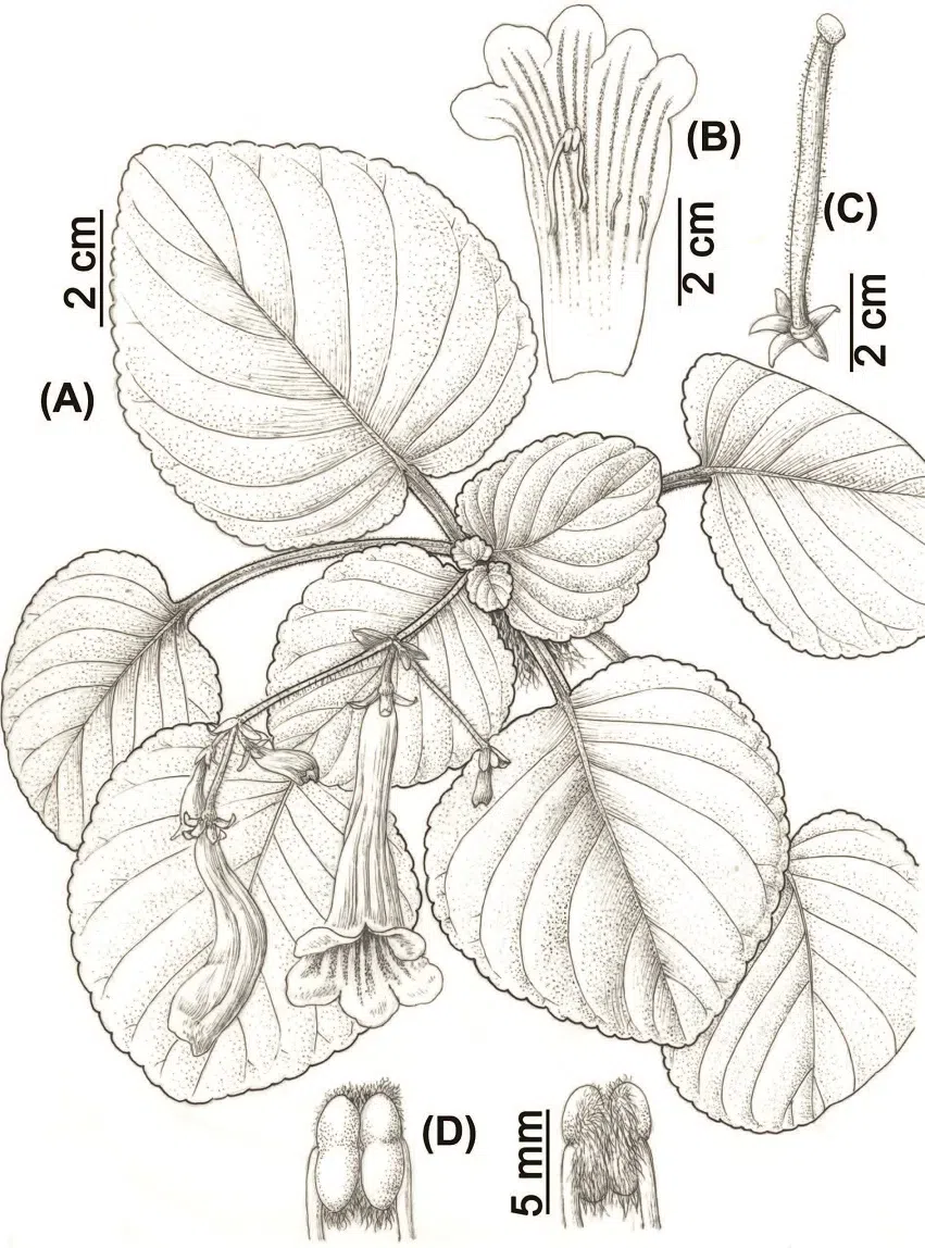 The newest published taxa of Gesneriaceae of China and/or nearby areas before 30 March, 2014