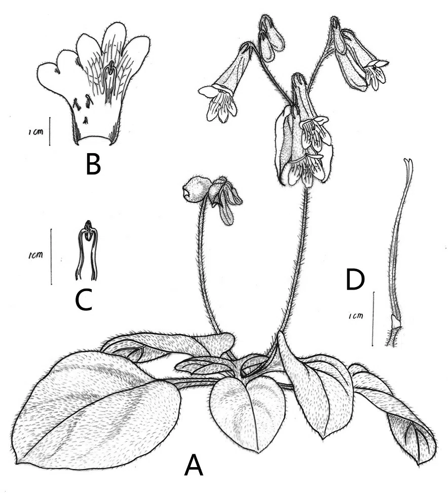 The newest published taxa of Gesneriaceae of China and/or nearby areas before 30 September, 2014