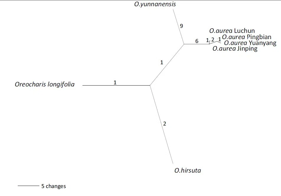 The newest published taxa of Gesneriaceae of China and/or nearby areas before 31 May, 2014
