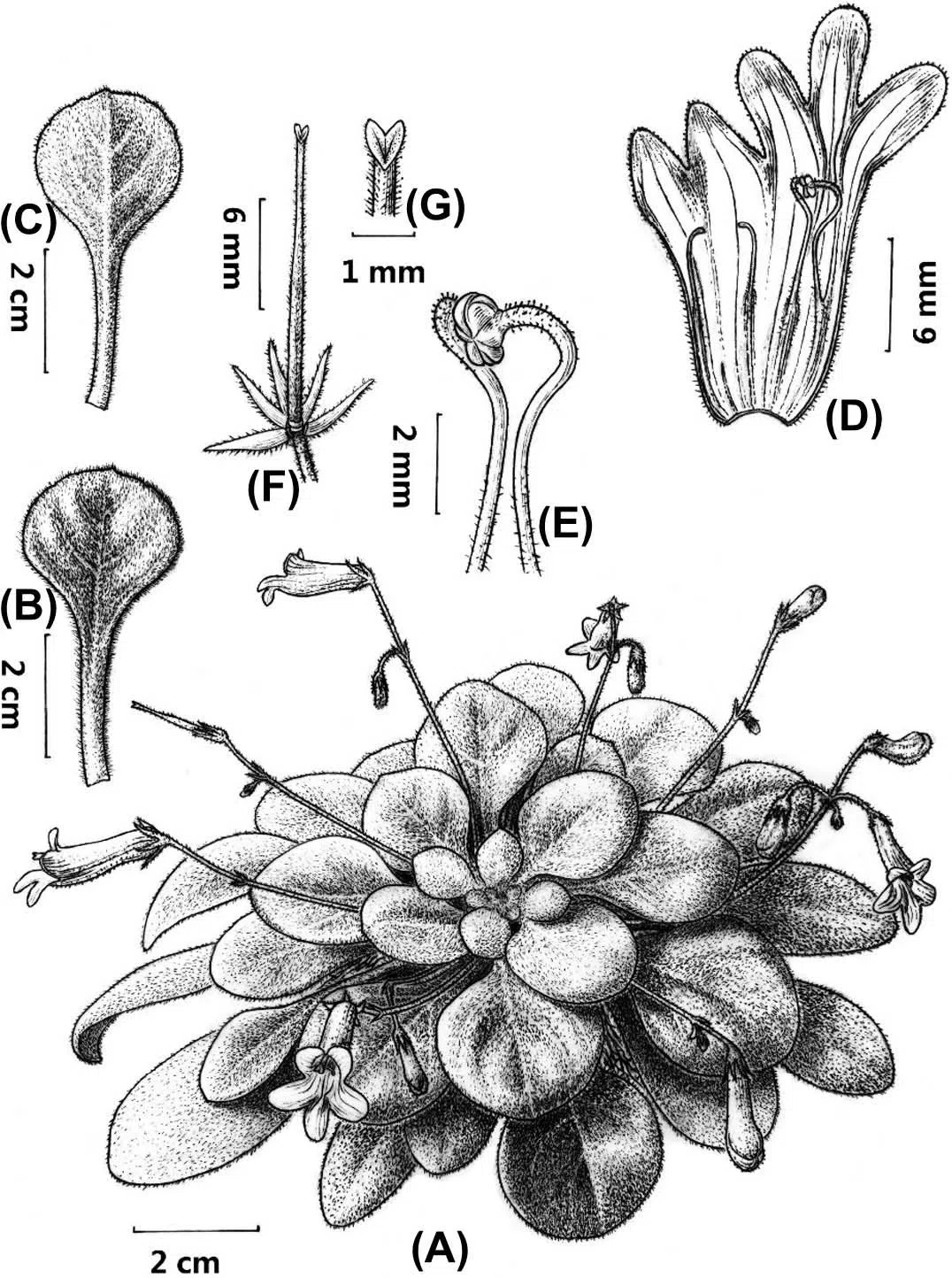 The newest published taxa of Gesneriaceae of China and/or nearby areas before 30 September, 2014