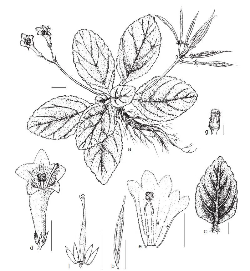 The newest published taxa of Gesneriaceae of China and/or nearby areas before 30 June, 2014