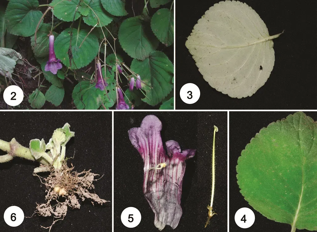 The newest published taxa of Gesneriaceae of China and/or nearby areas before 30 March, 2014