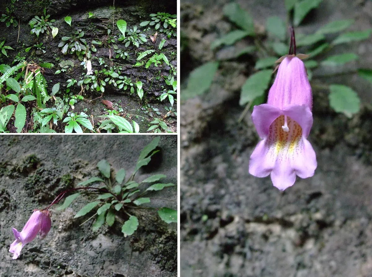 The newest published taxa of Gesneriaceae of China and/or nearby areas before 30 June, 2014