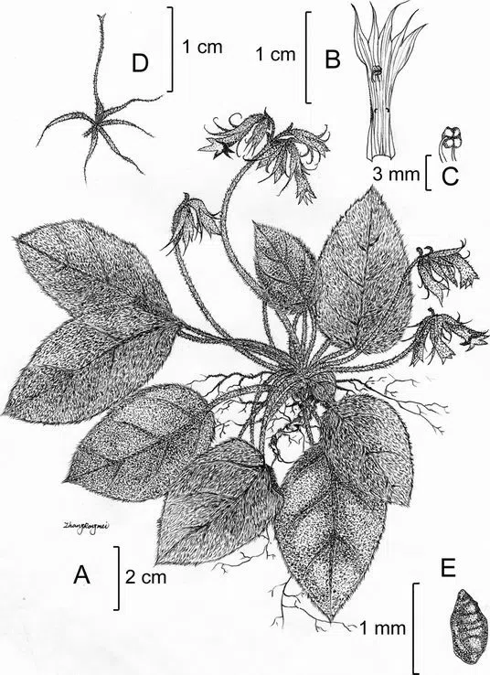 The newest published taxa of Gesneriaceae of China and/or nearby areas before 31 May, 2014