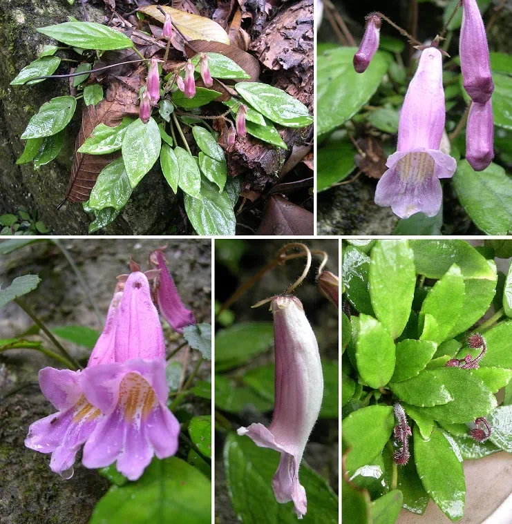 The newest published taxa of Gesneriaceae of China and/or nearby areas before 30 June, 2014