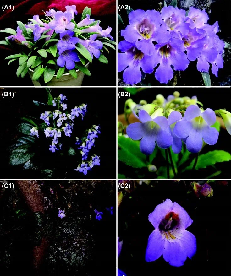 The newest published taxa of Gesneriaceae of China and/or nearby areas before 30 September, 2014