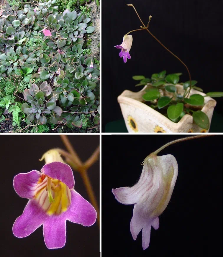 The newest published taxa of Gesneriaceae of China and/or nearby areas before 30 June, 2014